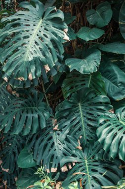 Tropik bitkilerle dolu güzel bir bahçe.