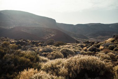 Tenerife volkanik manzarası, Kanarya Adası, İspanya
