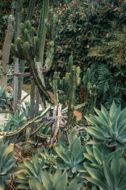 Tropik bitkilerle dolu güzel bir bahçe.