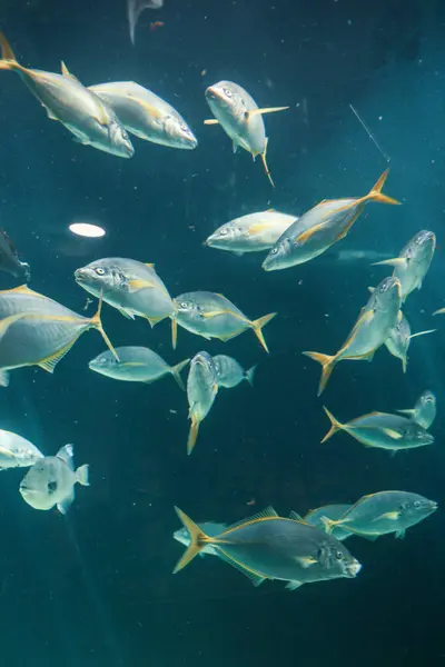 Underwater Photo Fishes Water Aquarium — Stock Photo, Image