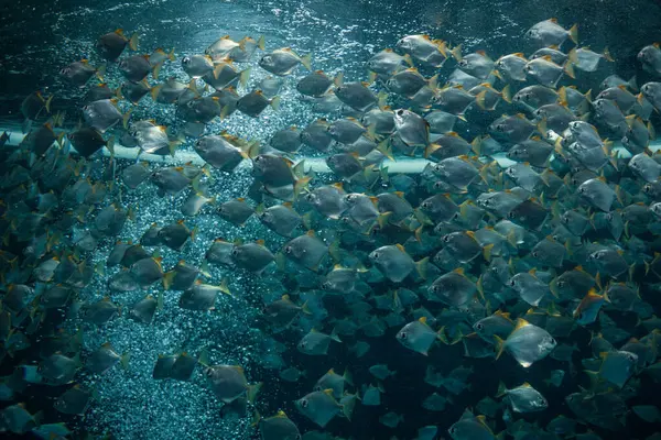 many fish in the sea