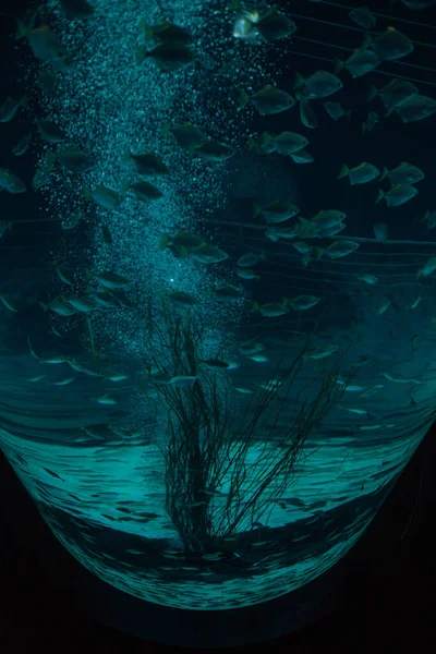 Unterwasserblick Mit Schwimmenden Fischen — Stockfoto