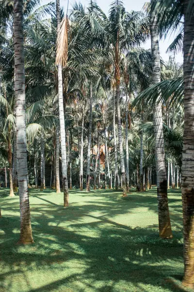 Palmbomen Tropische Park — Stockfoto