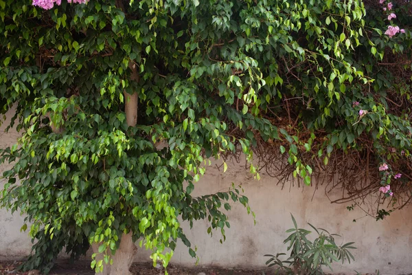 建物の壁の近くに美しい葉 — ストック写真