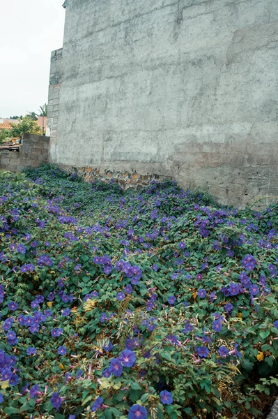 purple flowers in city garden