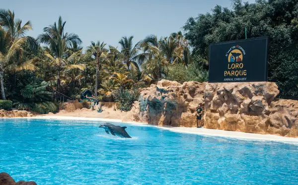 dolphin swimming in the pool during performance