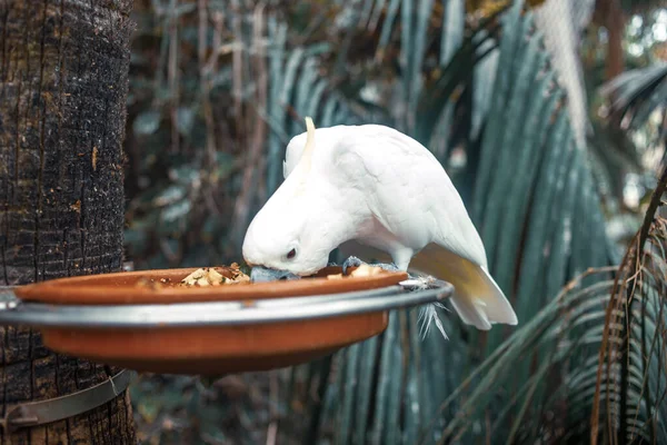 White Parrot Eating Tropical Forest — Stock Photo, Image