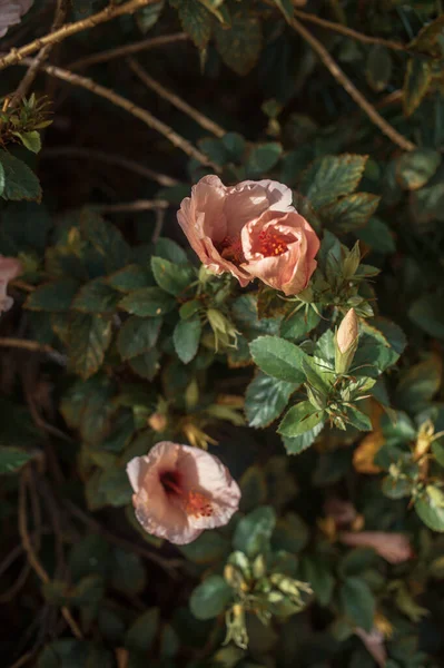 Fiori Rosa Nel Giardino Tropicale — Foto Stock