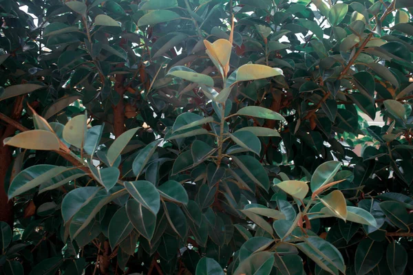 Красивые Листья Ветвях Саду — стоковое фото