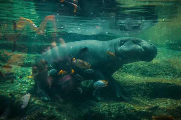 Nilpferd Schwimmt Mit Fischen Wasser — Stockfoto