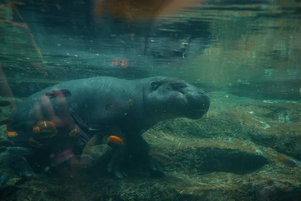 Hipopótamo Nadando Agua Con Peces —  Fotos de Stock