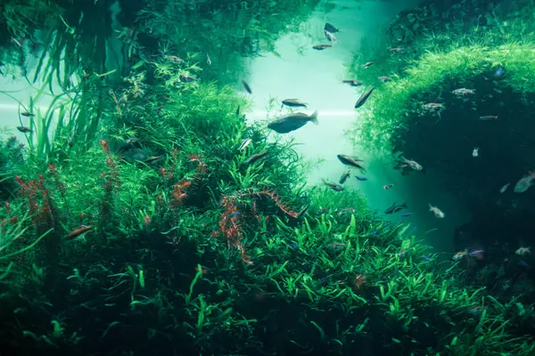 Underwater Scene Fish Seaweed — Stock Photo, Image
