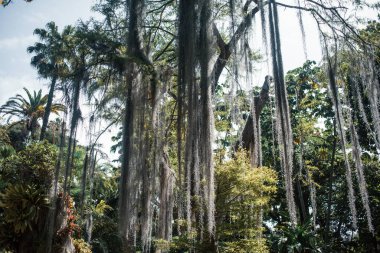 Brezilya 'da palmiye ağaçları olan tropik bir orman.