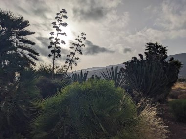 Tenerife Adası, Kanarya Adaları, İspanya 'da egzotik bitkiler yetişiyor.