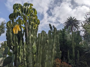 Tenerife 'nin kaktüsleri, Kanarya Adası, İspanya 