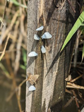 Kelebeklerin yakın çekimi Eski ahşap tahtada oturuyor 