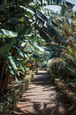 Tropik bitkilerle dolu güzel bir bahçe.