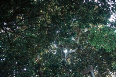 Tenerife 'de, Kanarya Adası' nda, İspanya 'da, Avrupa' da tropik ağaçlar büyüyor.