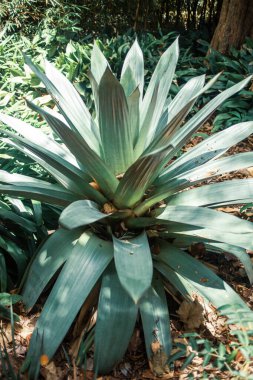 Tropik bitkilerle dolu güzel bir bahçe.