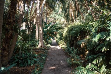 Tropik bitkilerle dolu güzel bir bahçe.