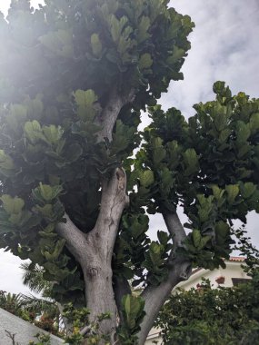 tree branches with the green leaves under the clear sky in the garden