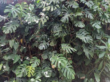 Bahçesinde yeşil yapraklar olan tropikal bitkiler 