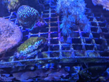 Mercanların sualtı görüntüsü 