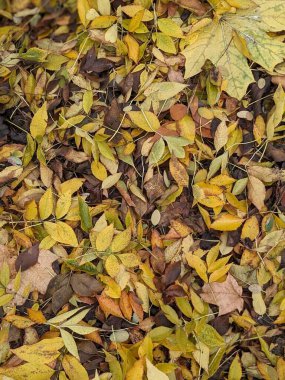 Sonbahar yapraklarının arka planı. Ormandaki sonbahar ağaçlarının arka planında sonbahar yaprakları