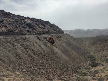 Tenerife, Kanarya Adası, İspanya, Avrupa yolu ile volkanik kayalık arazi