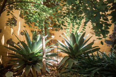 Bahçede yetişen tropik bitkiler, Tenerife, Kanarya Adası, İspanya 