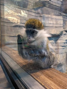 Hayvanat bahçesindeki şirin maymun portresi