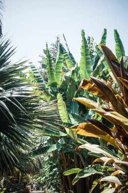 Şehir parkında palmiye ağaçları