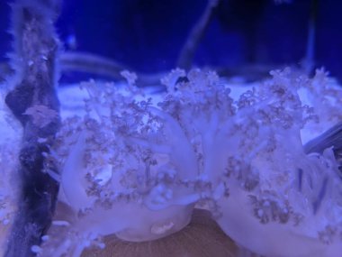 Beyaz ve mavi bir denizanasına yaklaş.