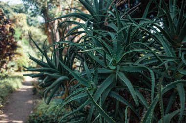Tropik bitkilerle dolu güzel bir bahçe.