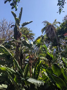 Palmiye ağaçları, bitki örtüsü ve doğa