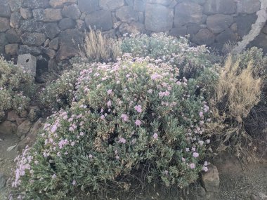 Tenerife 'de yaz çiçekleri, Kanarya Adası, İspanya, Avrupa