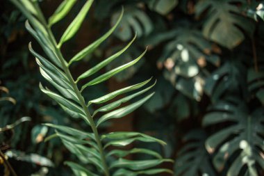 yeşil yapraklar, bitkiler ve yapraklar