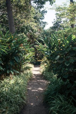 beautiful view of tropical plants in park