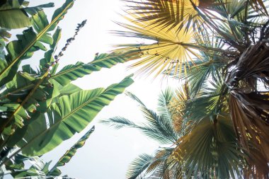 Yeşil yapraklı palmiye ağaçları.