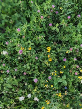 Tenerife 'de yaz çiçekleri, Kanarya Adası, İspanya, Avrupa
