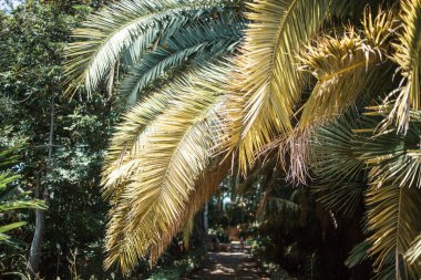 Tenerife 'de büyüyen palmiye ağaçları, Kanarya Adası, İspanya 