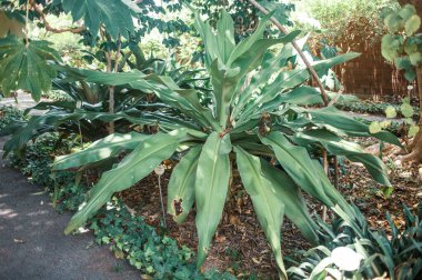 Tropik bitkilerle dolu güzel bir bahçe.