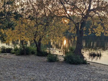 Ağaçlar ve yapraklarla dolu sonbahar manzarası