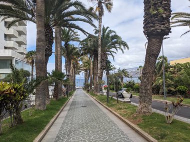 Tenerife, Kanarya Adası, İspanya 'da tropikal bitkiler yetişiyor