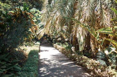 Tenerife, Kanarya Adası, İspanya ve Avrupa 'da palmiye ağaçları büyüyor 