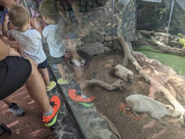 Hayvanat bahçesindeki insanlar hayvan görünümlü. 