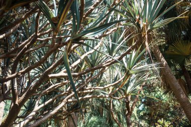 Tenerife, Kanarya Adası, İspanya ve Avrupa 'da palmiye ağaçları büyüyor 