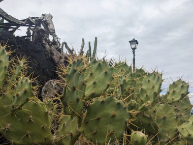 Tenerife 'nin yeşil kaktüsleri, Kanarya Adası, İspanya