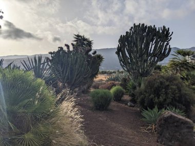 Tenerife Adası, Kanarya Adaları, İspanya 'da egzotik bitkiler yetişiyor.