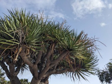 Tenerife, Kanarya Adası, İspanya ve Avrupa 'da palmiye ağaçları büyüyor 